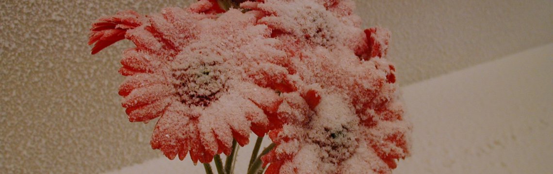 Frosteffekt Blume